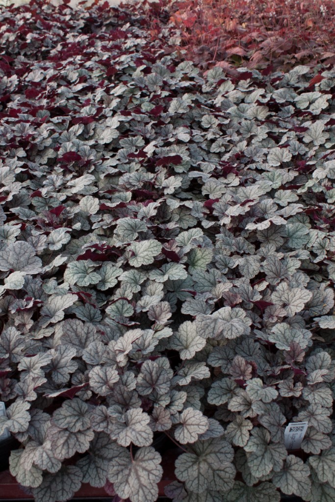 Purpurglöckchen, Heuchera micrantha Sugar Frosting