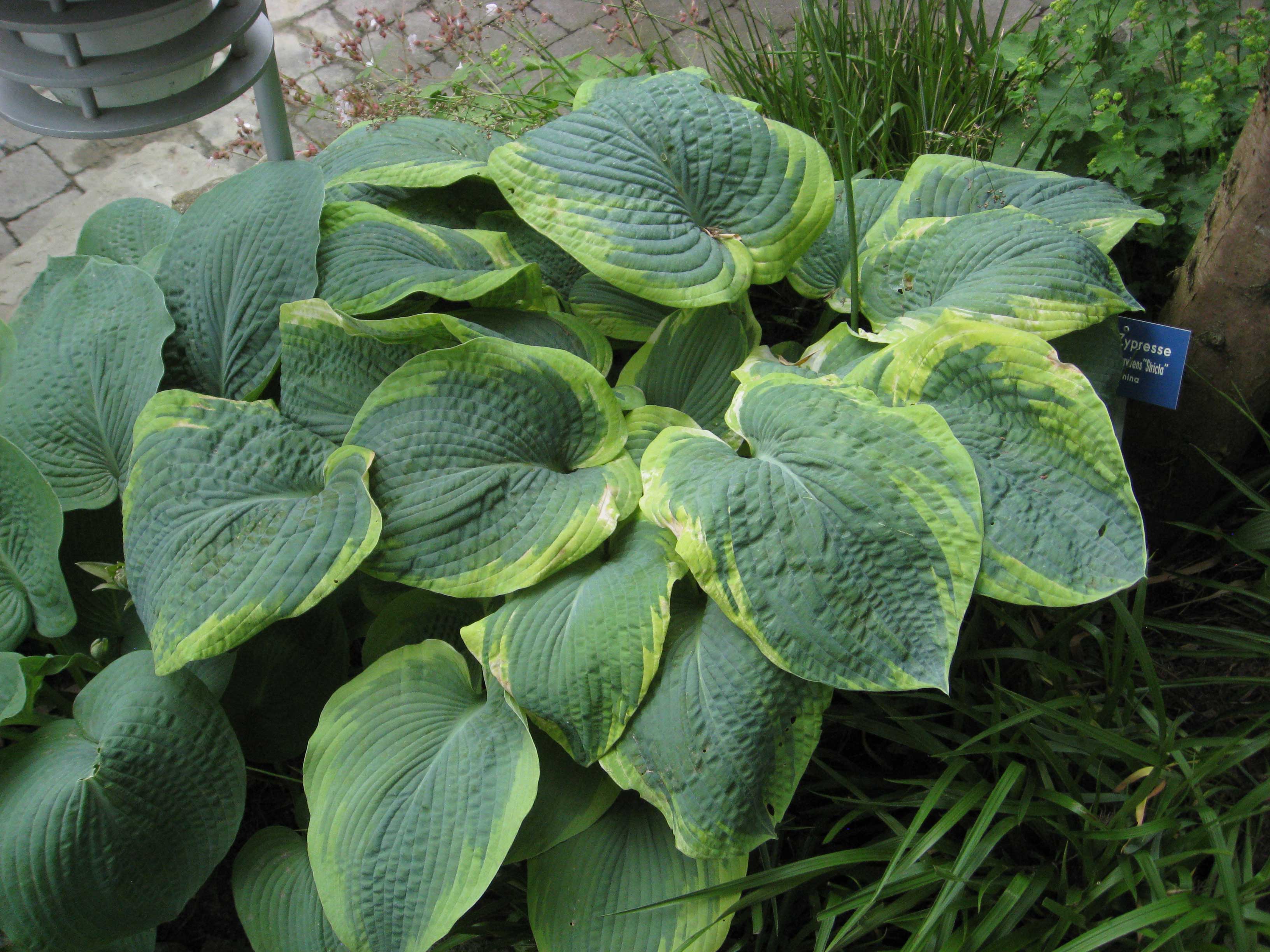 Blaue Gelbrand-Funkie, Hosta sieboldiana Frances Williams