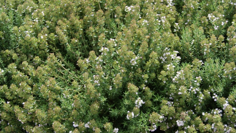 Orangenthymian, Thymus fragrantissimus