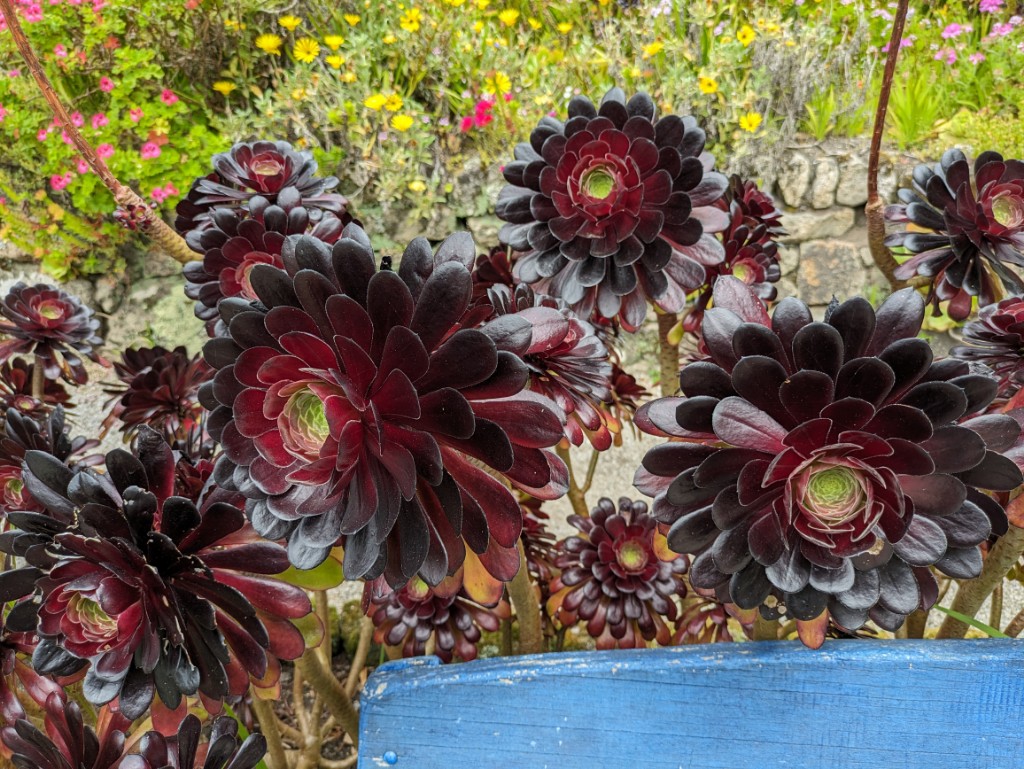 Dunkles Rosettendickblatt, Aeonium Arboreum Veleur