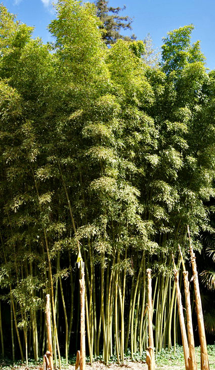 Phyllostachys iridescens