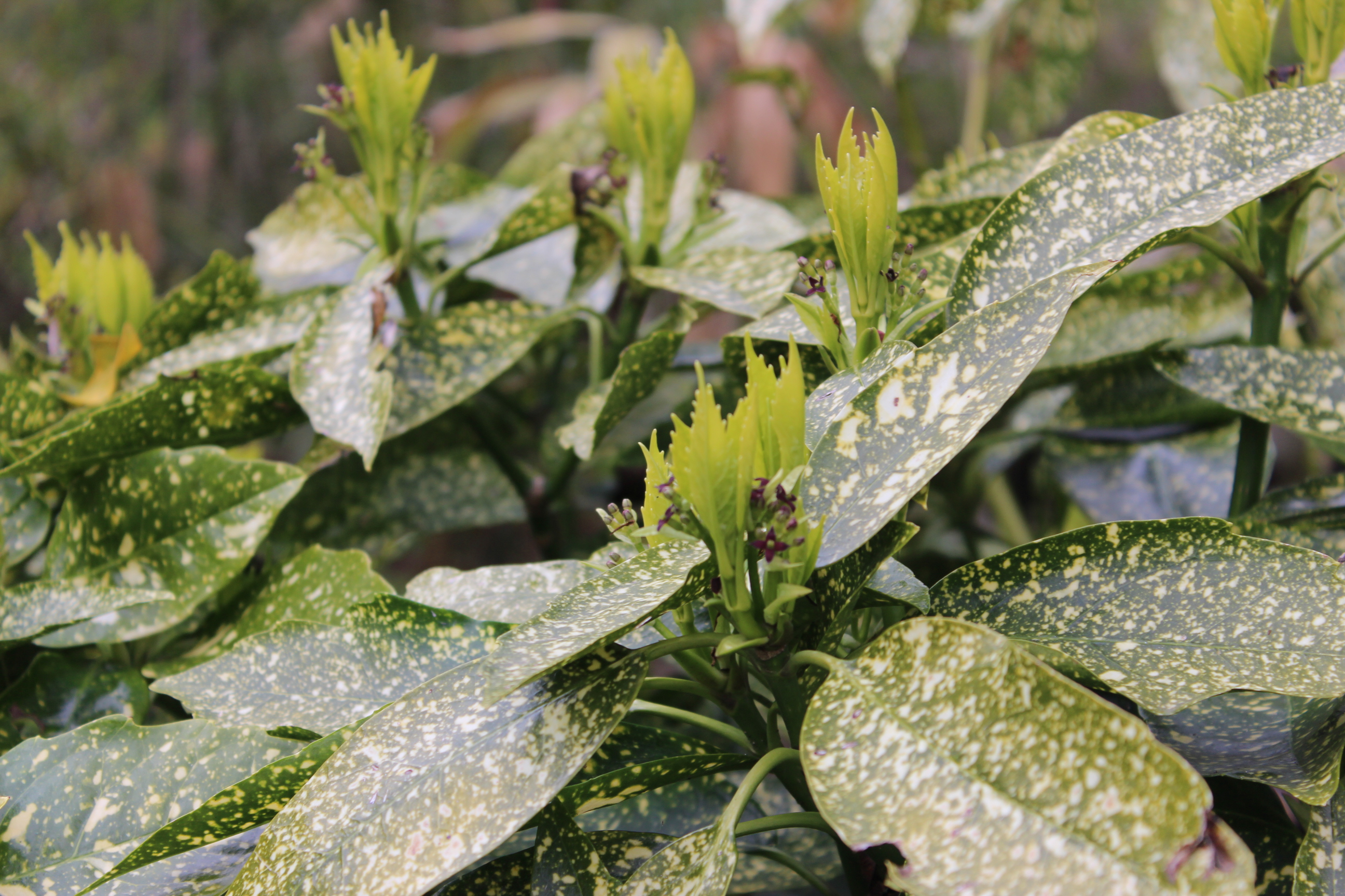 Japanische Aukube - Aucuba japonica