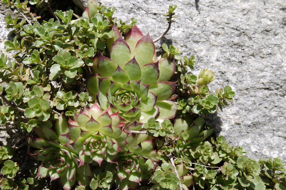 Dachwurz, Sempervivum in Sorten