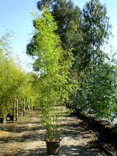 Goldrohr Bambus, Phyllostachys aurea