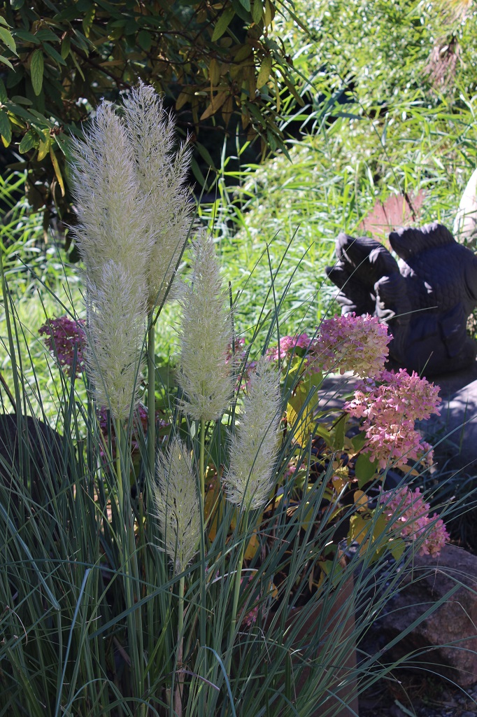 Kompaktes Pampasgras Pumila, Cortaderia selloana Pumila