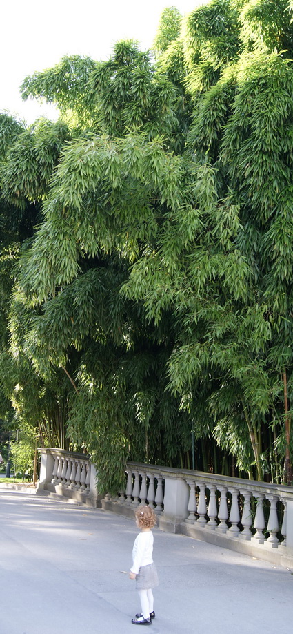 Steinbambus, Phyllostachys nuda