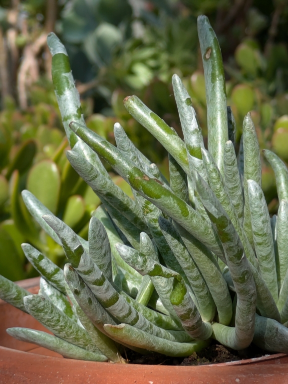 Lady Fingers, Dudleya edulis