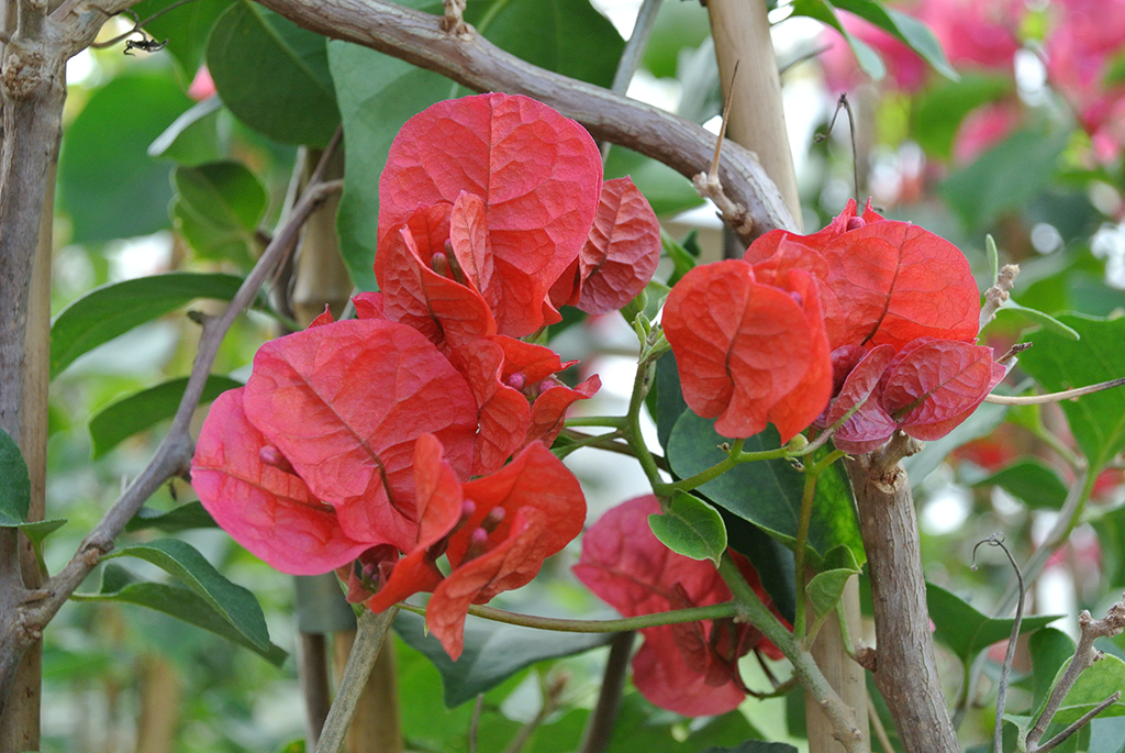 Bougainvillea glabra - Drillingsblume