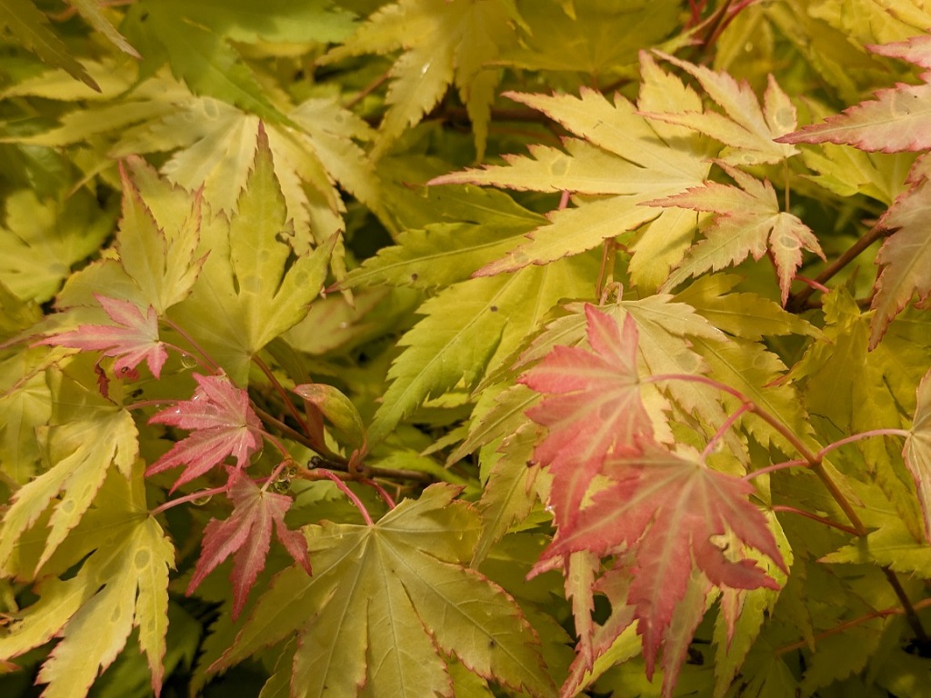 Japanischer Fächerahorn - Acer palmatum