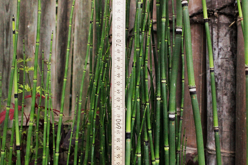 Riesenschachtelhalm, Equisetum hyemale var. robustum