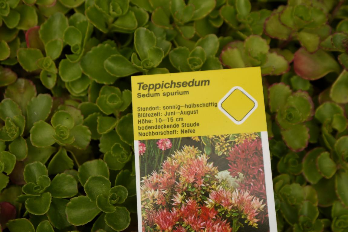 Rosa Teppich-Fettblatt, Sedum spurium roseum