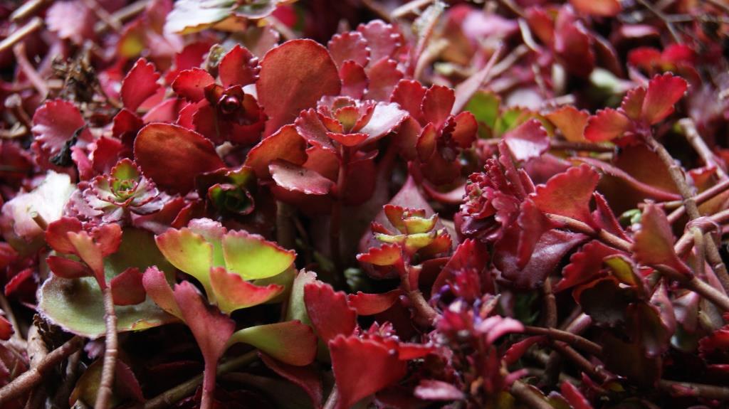 Rotes Teppich-Fettblatt, Sedum spurium Fuldaglut