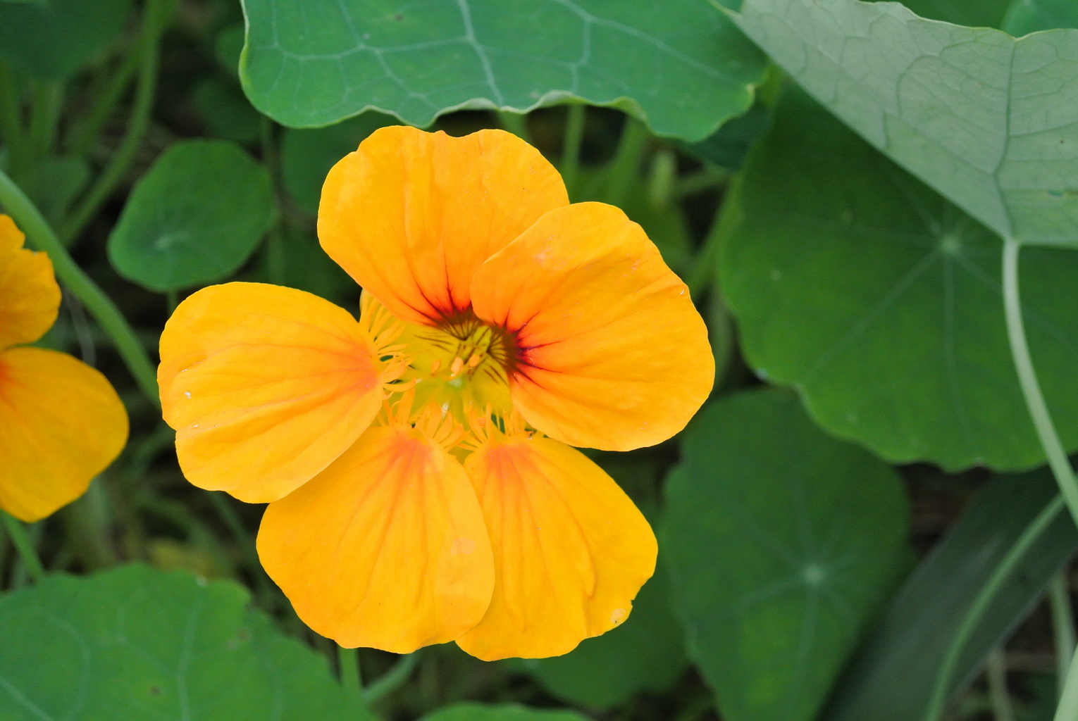 Kapuzinerkresse - Tropaeolum majus