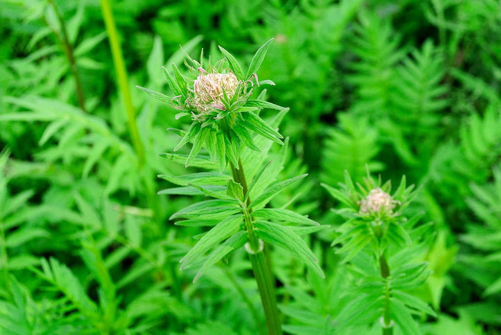 Baldrian, Valeriana officinalis