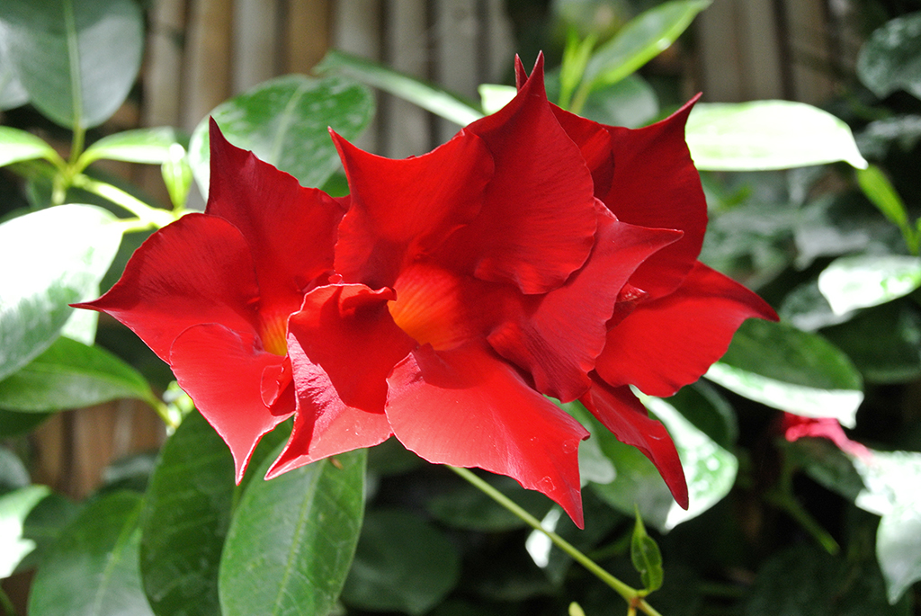 Dipladenia - Mandevilla