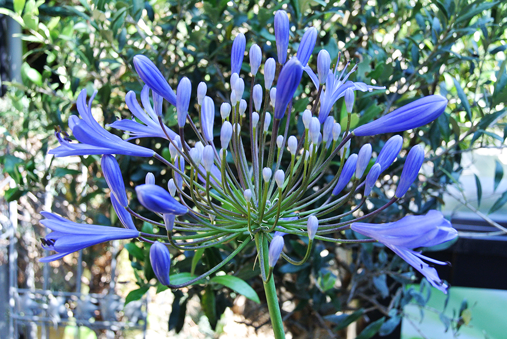 Agapanthus africanus i.S., Schmucklilie