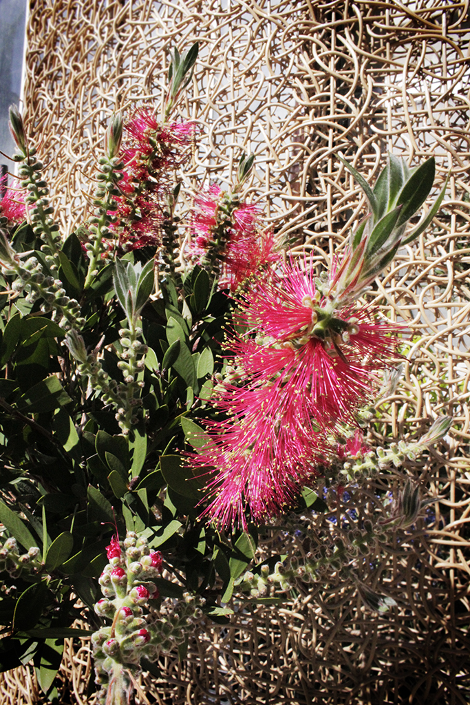 Zylinderputzer, Callistemon citrinus