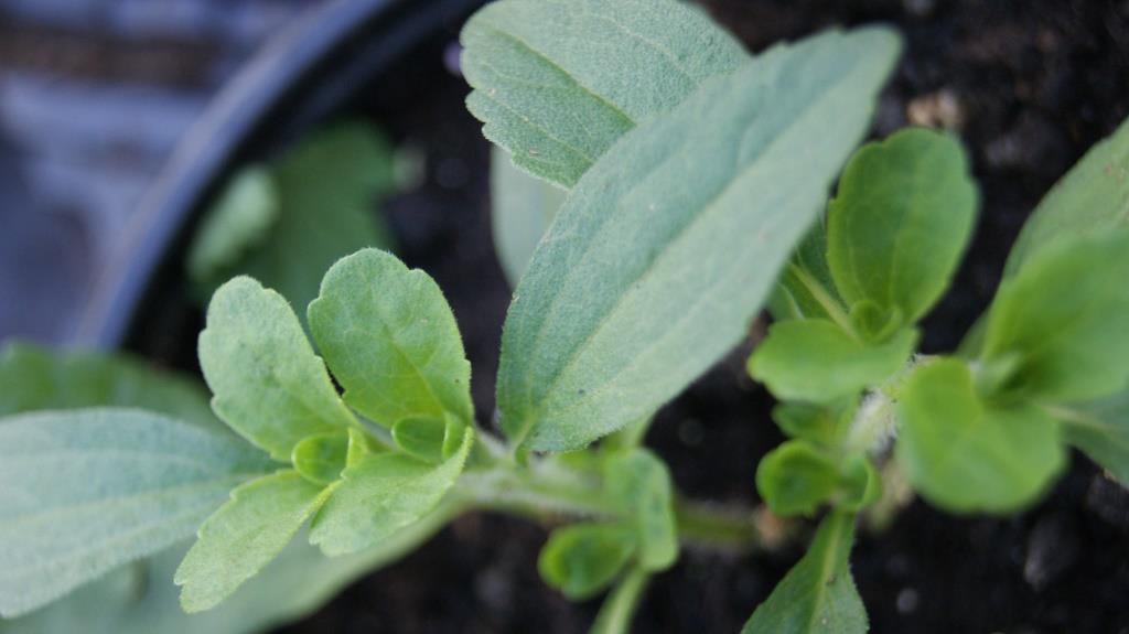 Zuckerblatt, Stevia rebaudiana,