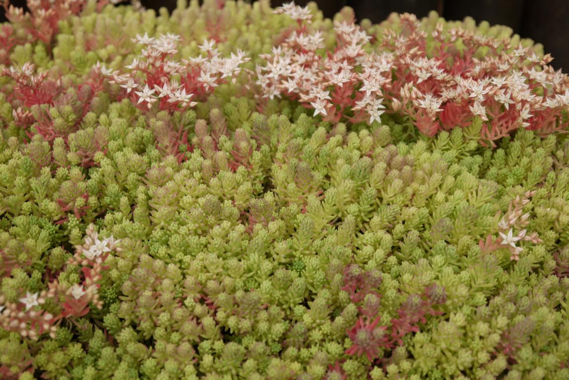 Spanischer Mauerpfeffer, Sedum hispanicum