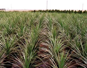 Keulenlilie, Dracaena indivisa,