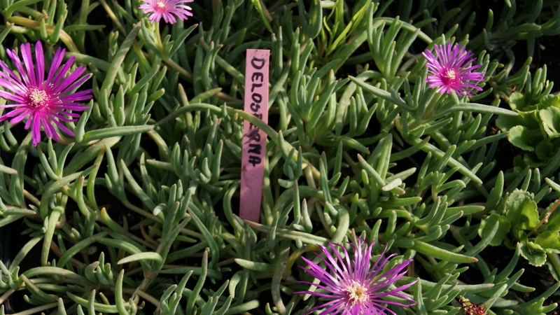 Rote Mittagsblume, Delosperma cooperi