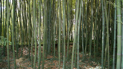 Phyllostachys iridescens