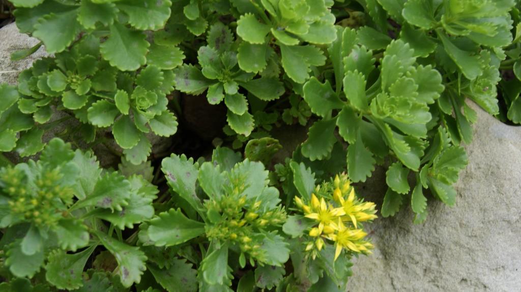 Immergrünchen, Sedum hybridum