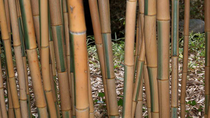 Golden Brillant Bambus, Phyllostachys bambusoides Castillonis