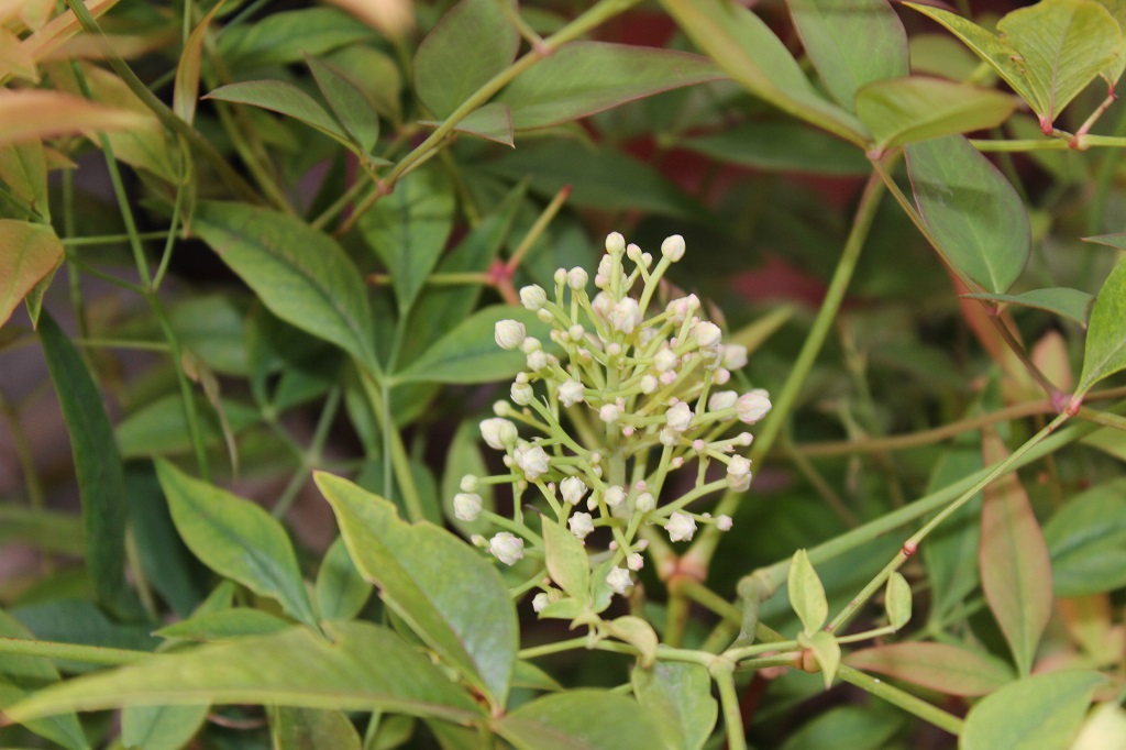 Himmelsbambus, Nandina domestica in Sorten