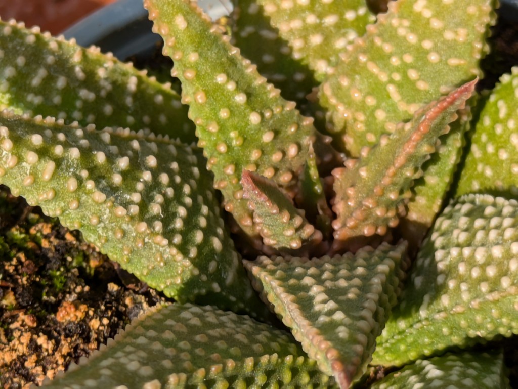 Miniatur Sukkulente, Haworthia