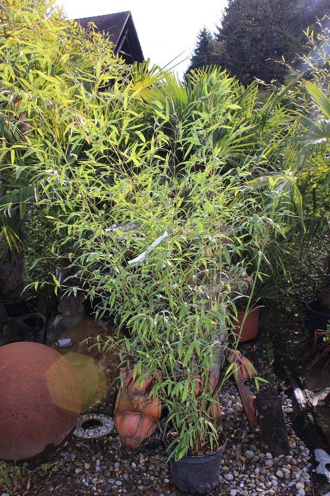 Phyllostachys aurea flavescens Inversa