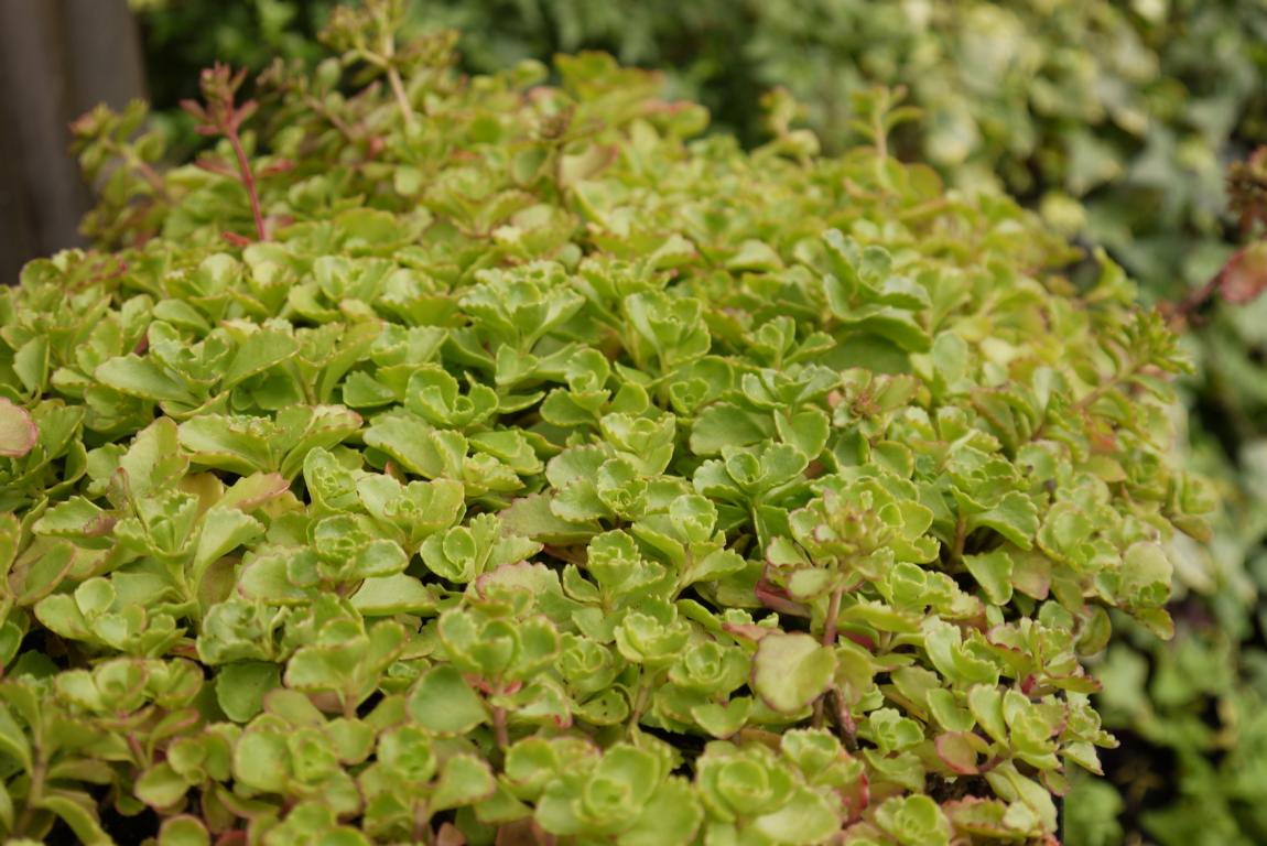 Rosa Teppich-Fettblatt, Sedum spurium roseum