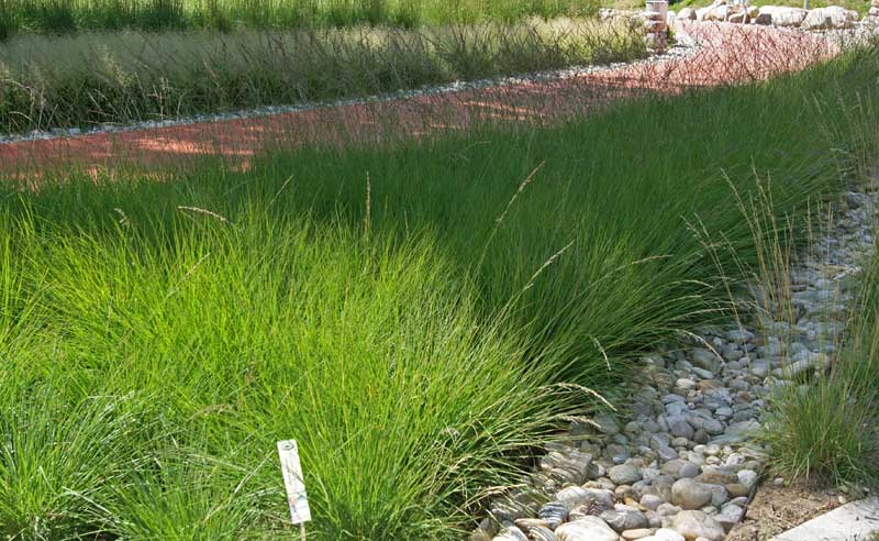 Lampenputzergras , Pennisetum alopecuroides Hameln