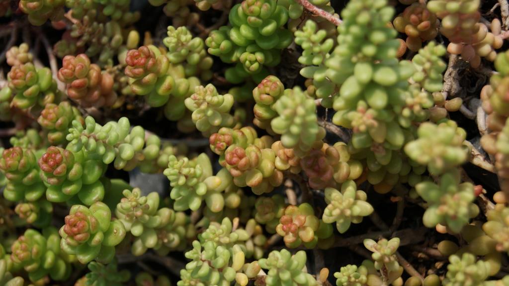 Üppiger Mauerpfeffer, Sedum album Laconicum