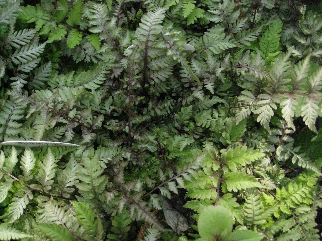 Regenbogenfarn, Athyrium niponicum