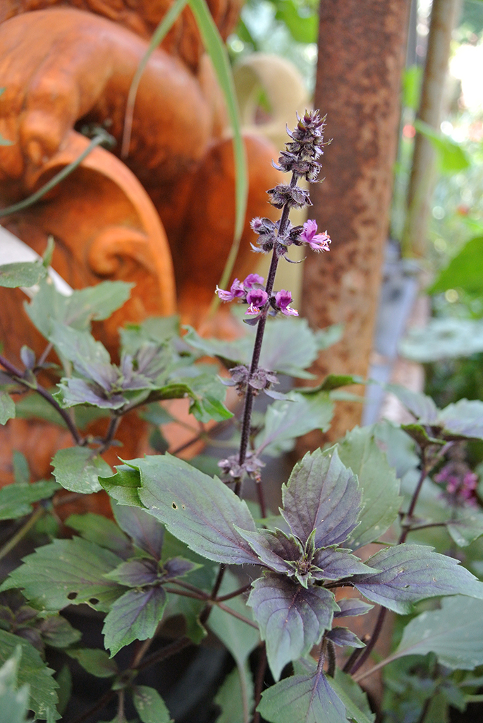 Thai-Basilikum, Ocimum basilicum Siam Queen