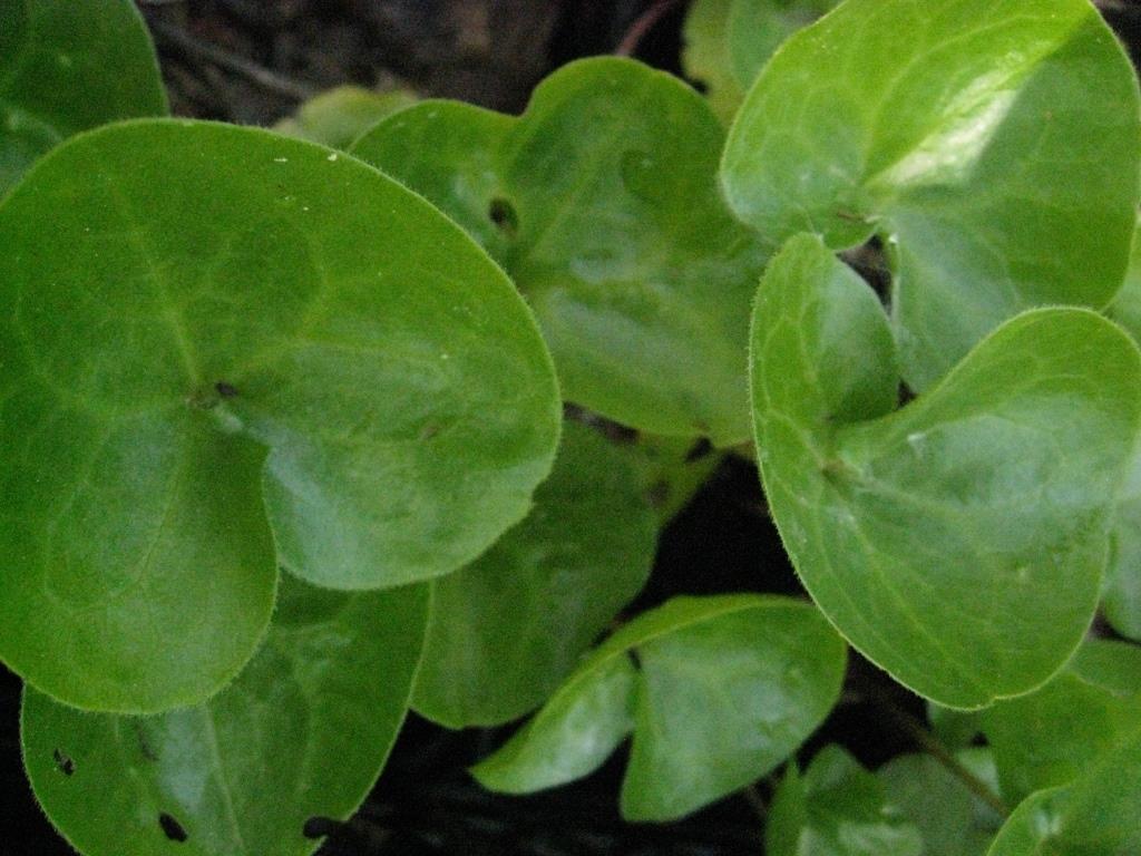 Haselwurz, Asarum europaeum