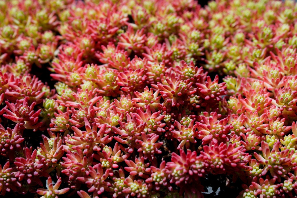 Spanischer Mauerpfeffer, Sedum hispanicum