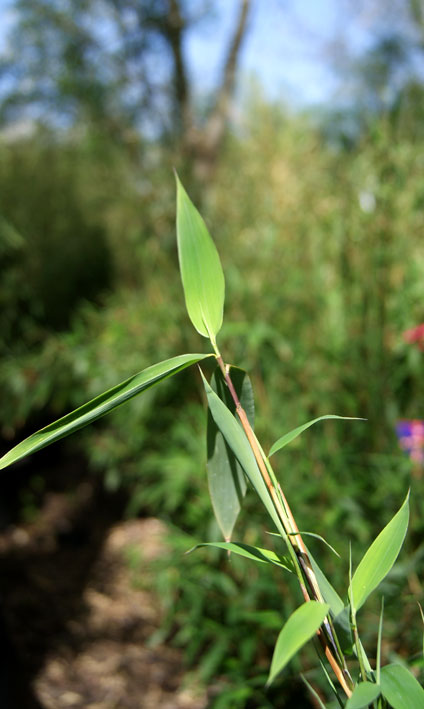 Fargesia murielae Garten Bambus