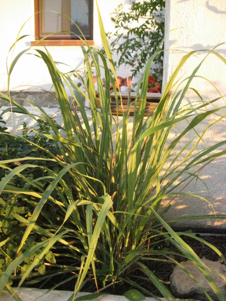 Zitronengras, Lemongrass, Cymbopogon citratus