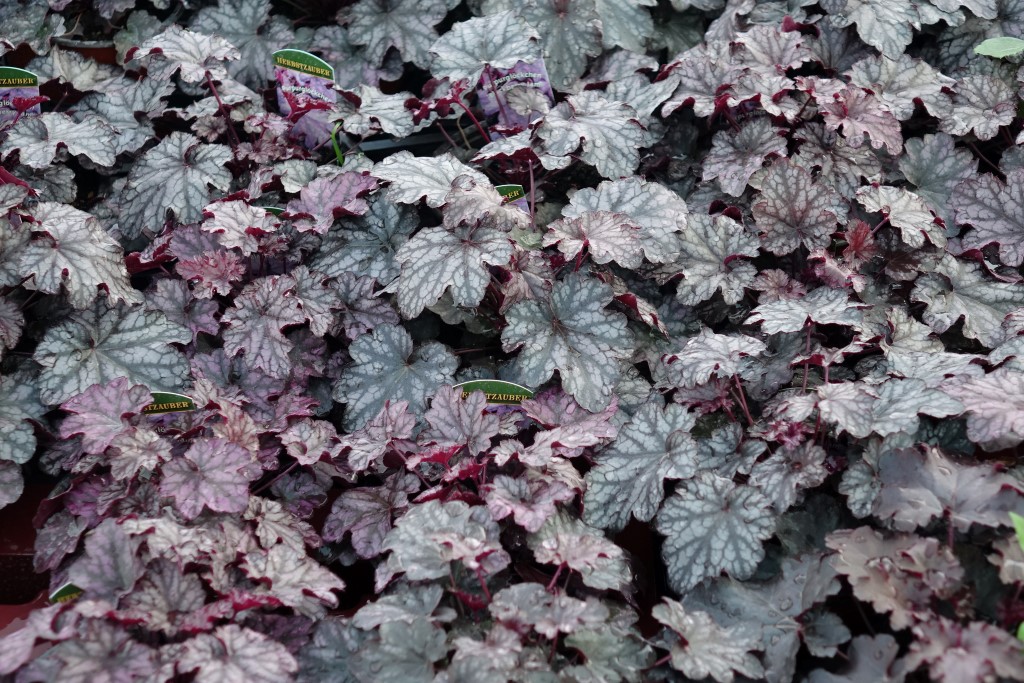 Purpurglöckchen, Heuchera micrantha Sugar Frosting