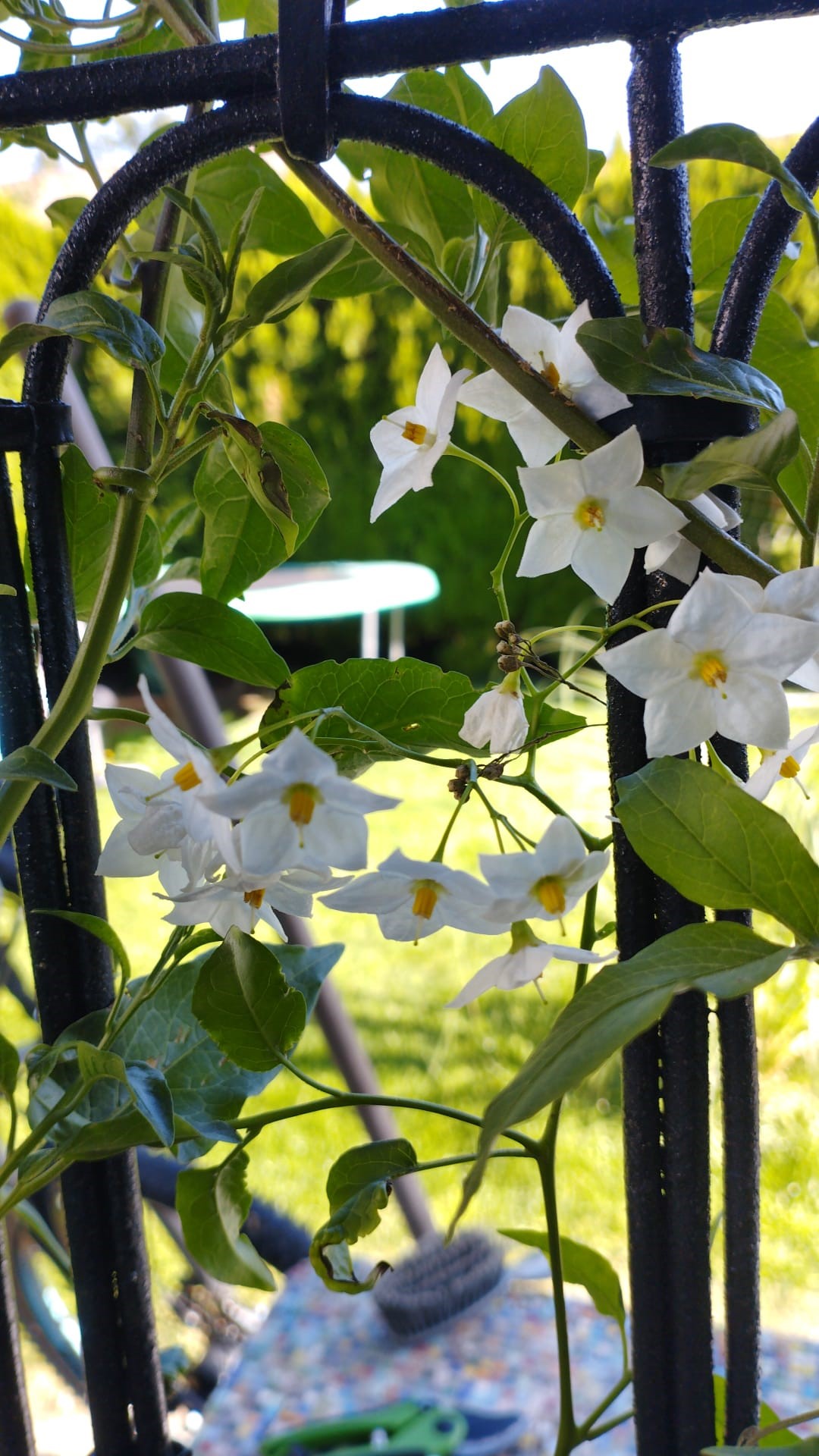 Solanum jasminoides, weißes Solanum