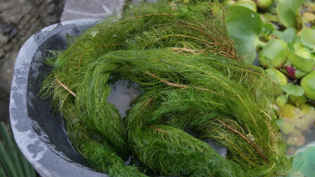 Myriophyllum crispata, Tausendblatt