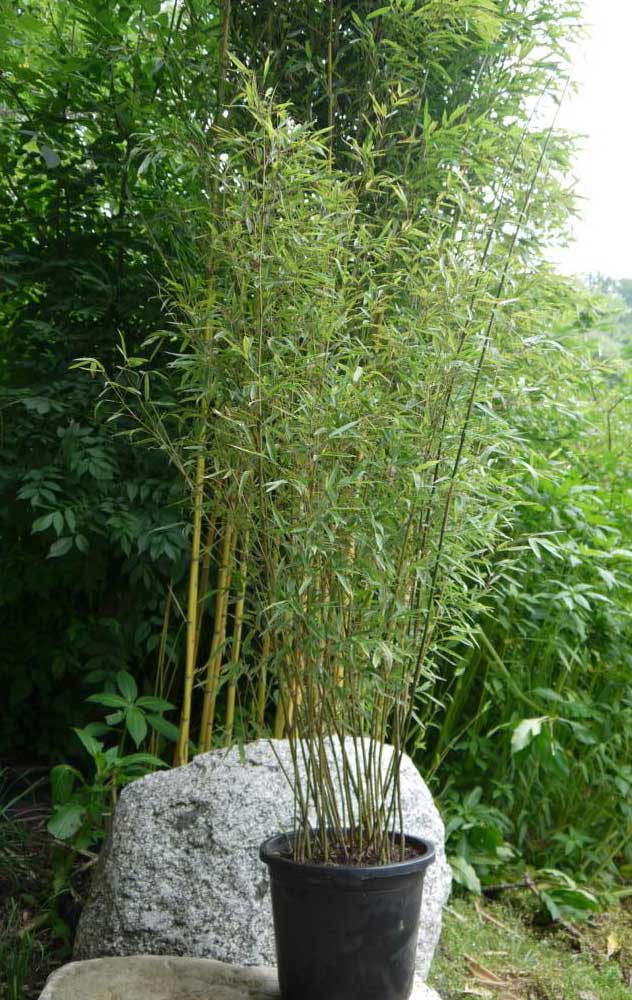 Bronze Bambus, Phyllostachys humilis