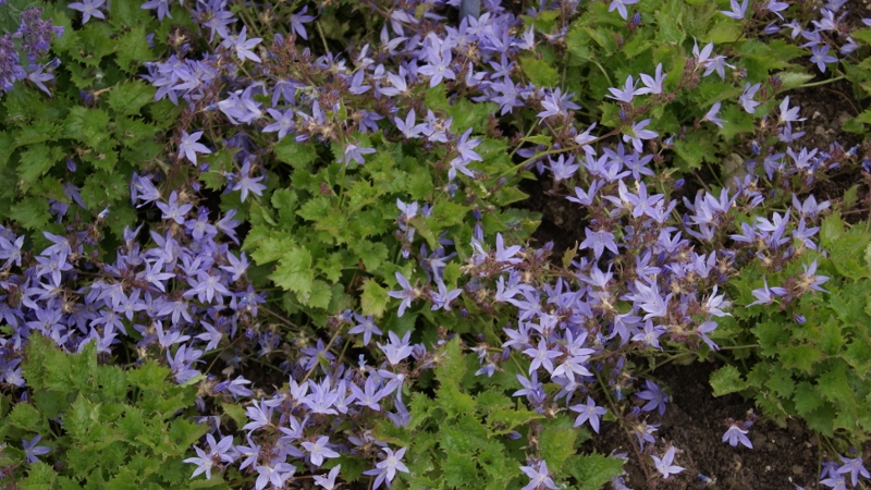 Glockenblume, Campanula in Sorten