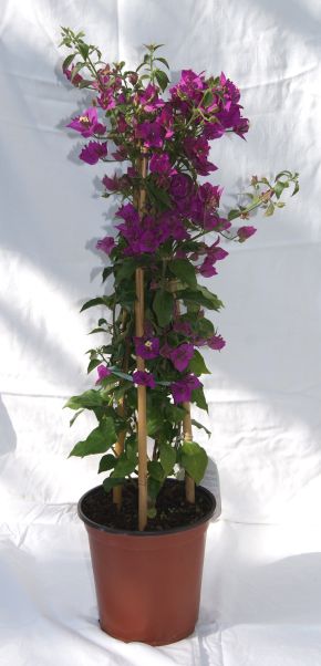 Bougainvillea glabra - Drillingsblume