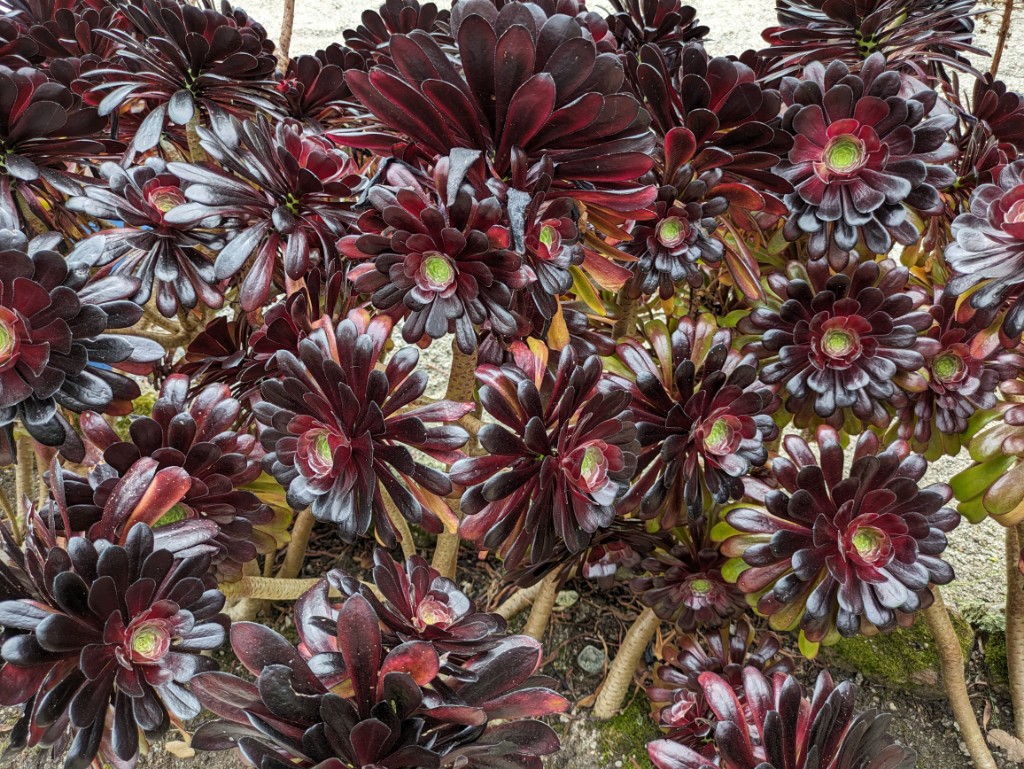 Dunkles Rosettendickblatt, Aeonium Arboreum Veleur