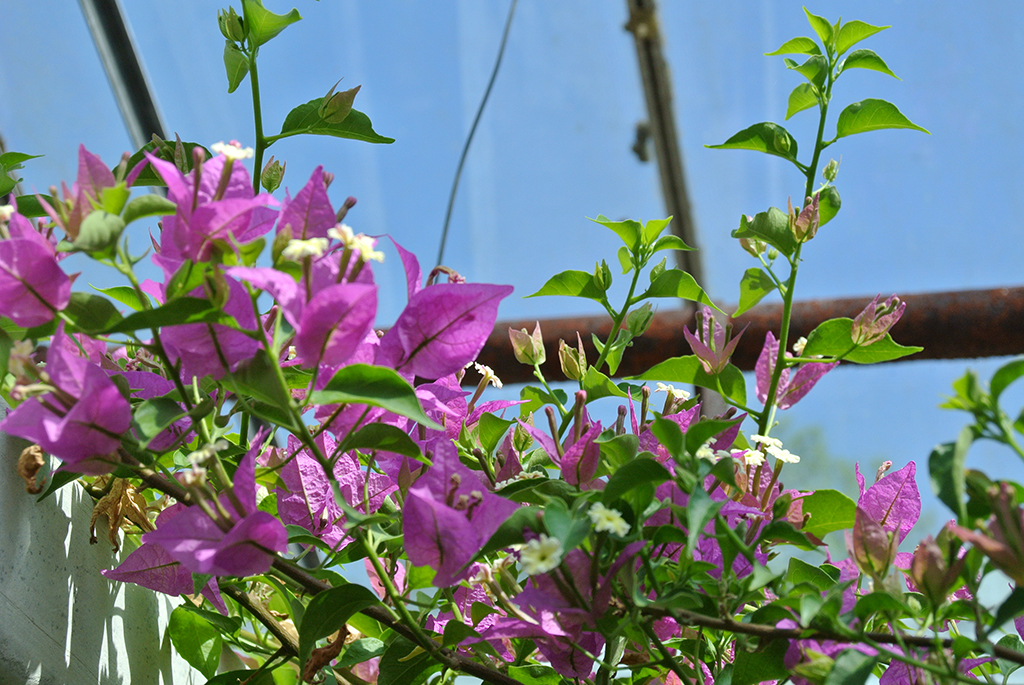 Bougainvillea glabra - Drillingsblume