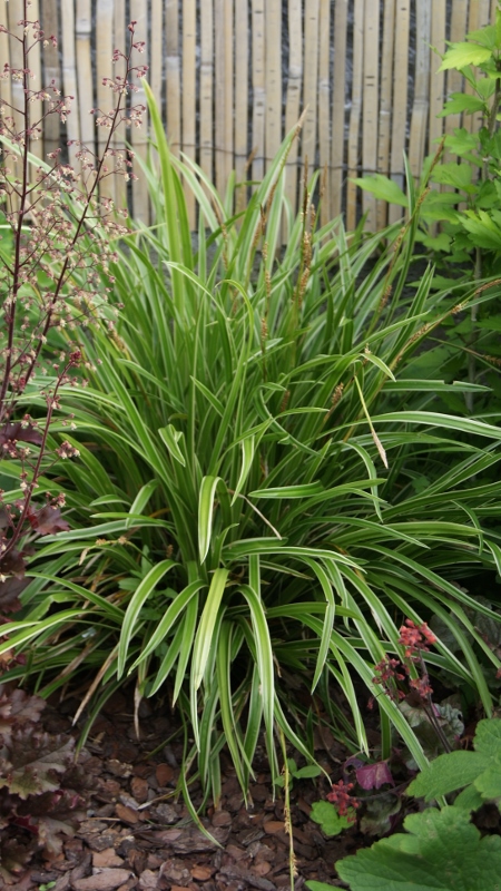 Weißbunte Japan Segge Variegata, Carex morrowii Variegata