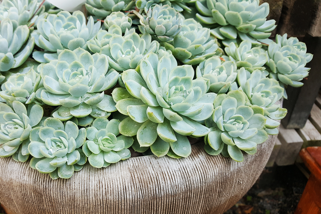 Echeveria, Fettblattrosette in 2 Sorten